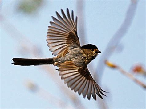 夢見鳥飛向自己|夢見鳥飛到自己身上